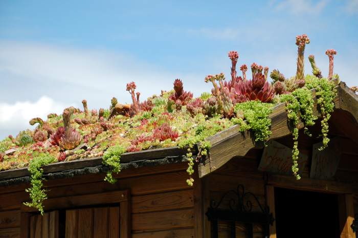 Sempervivum Dachwurz Hauswurz